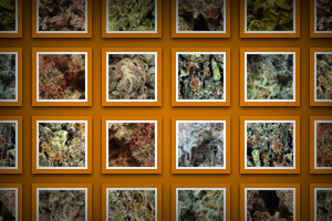 Aliens vs. Cowboys Marijuana Strain