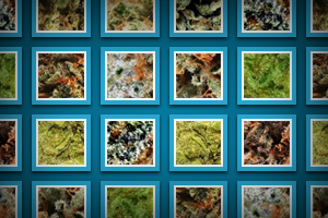 Maple Glaze Marijuana Strain