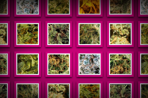 Cambodian Thai Marijuana Strain