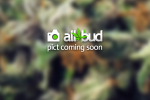 Kazakhstan Ruderalis Marijuana Strain